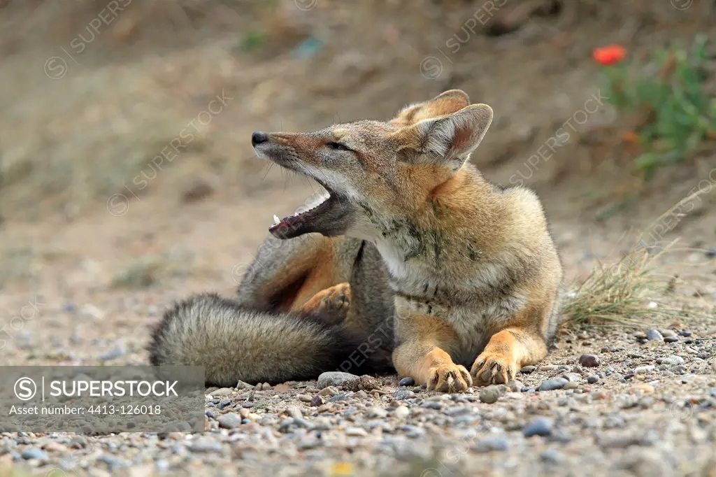 South American Grey Fox lying open mouth in Argentina