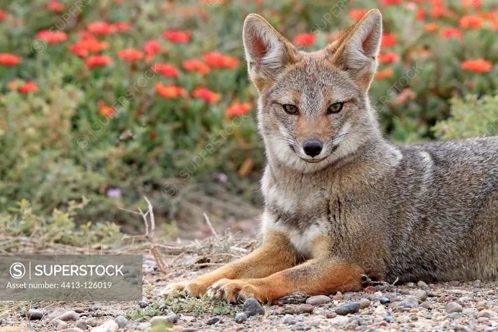South American Grey Fox lying Argentina