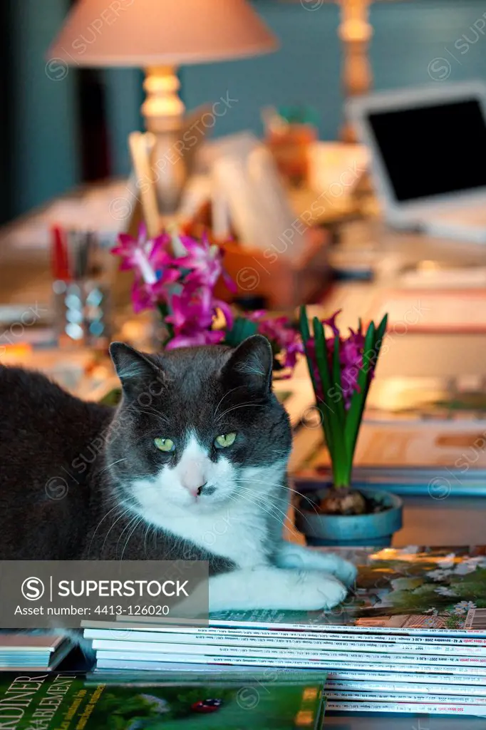 Cat lying on a desk with hyacinthes in bloom