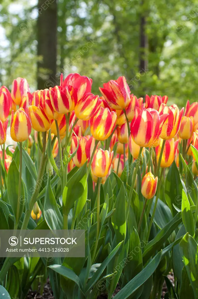 Tulips 'Georgette' in bloom in a garden