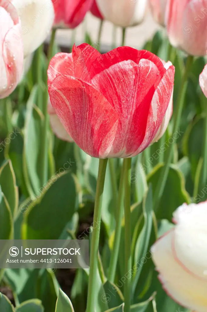Tulip 'Silverstream' in bloom in a garden