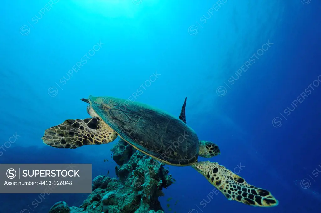 Hawksbill sea turtle swimming Red Sea Egypt