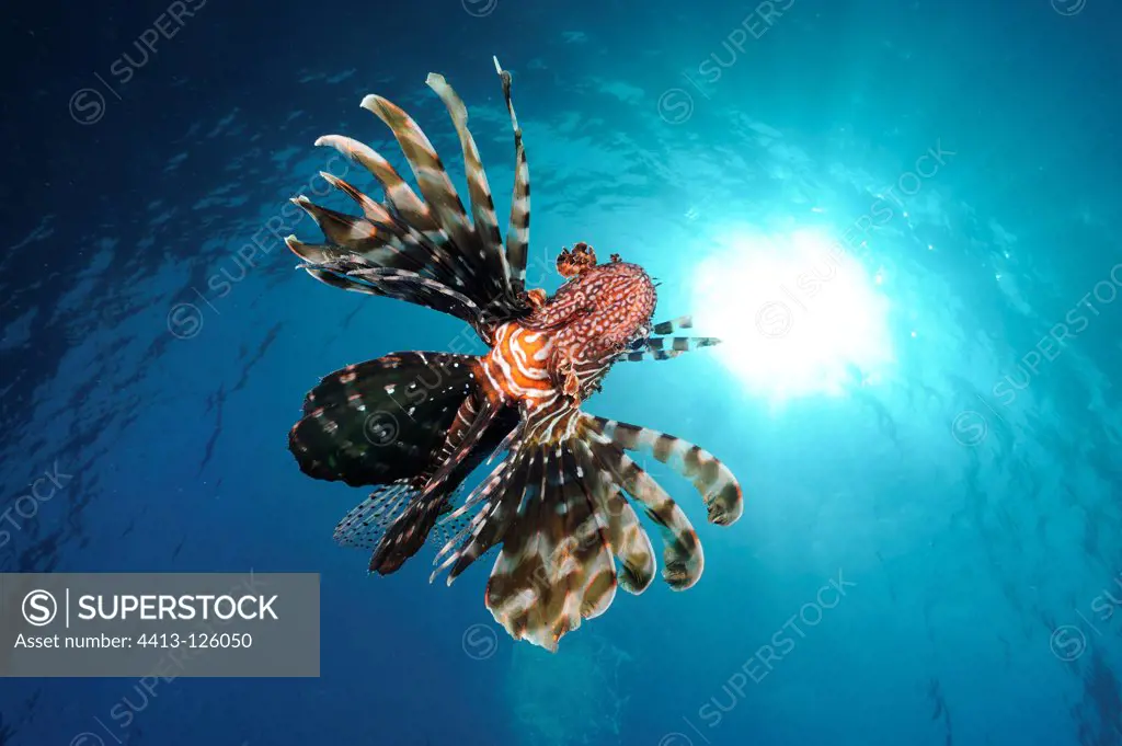 Lionfish swimming under the surface Red Sea Egypt