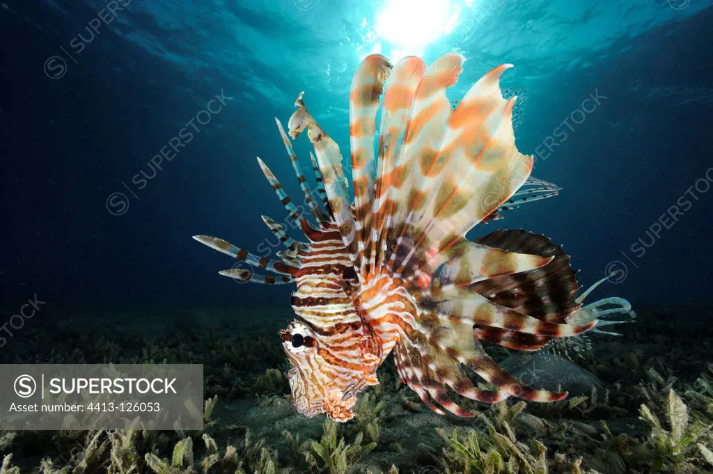 Lionfish swim above the bottom of Red Sea Egypt