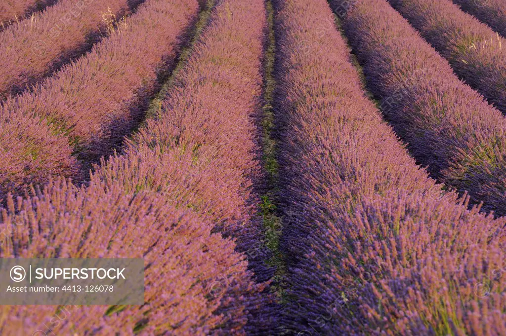 Field of Lavender flowers in Plateau Valensole Provence