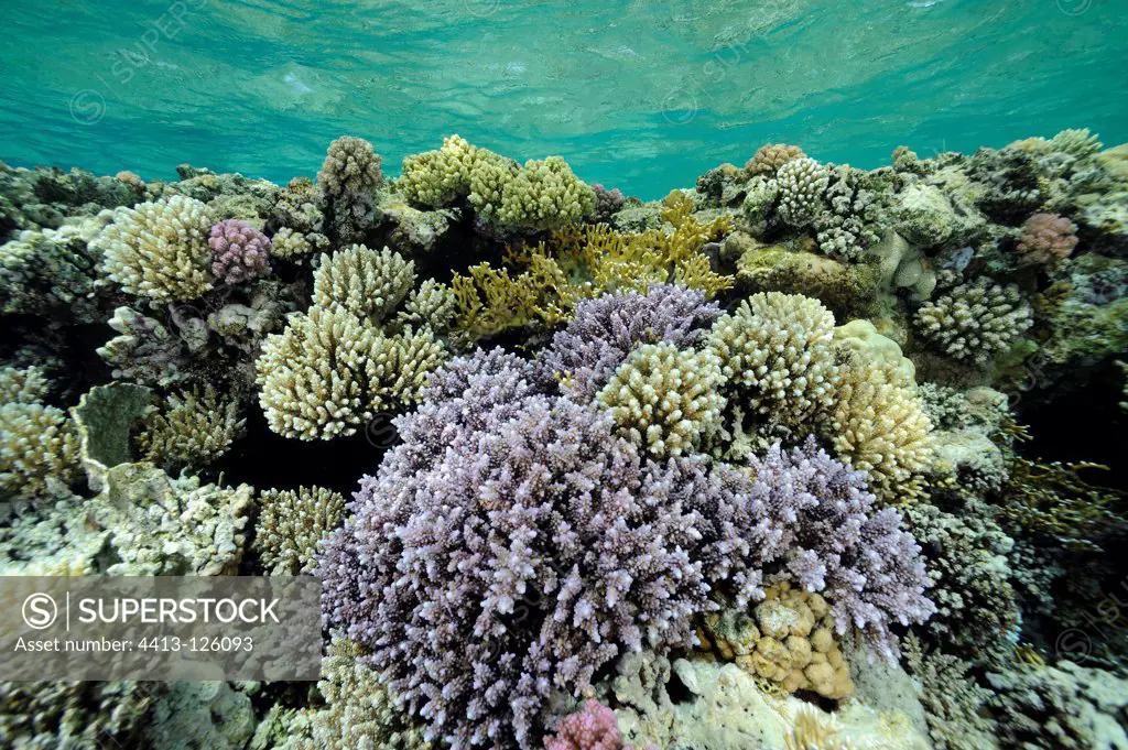 Horned Coral on Coral reef Red Sea Egypt