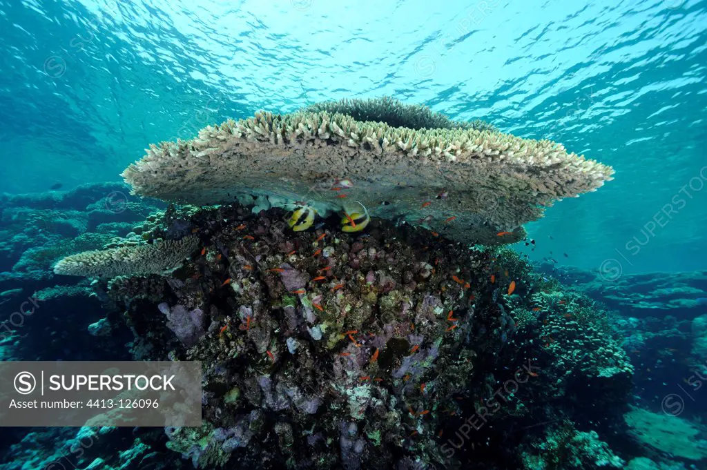 Horned Coral table on Coral reef Red Sea Egypt