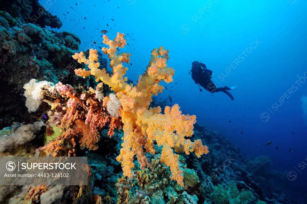Diver and soft coral on the reef Red Sea Egypt