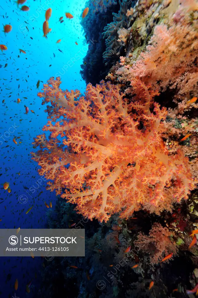 Soft coral on the reef Red Sea Egypt