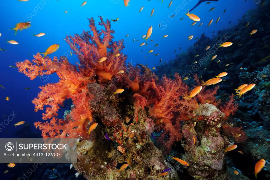 Soft coral on the reef and swimming Anthias Red Sea Egypt
