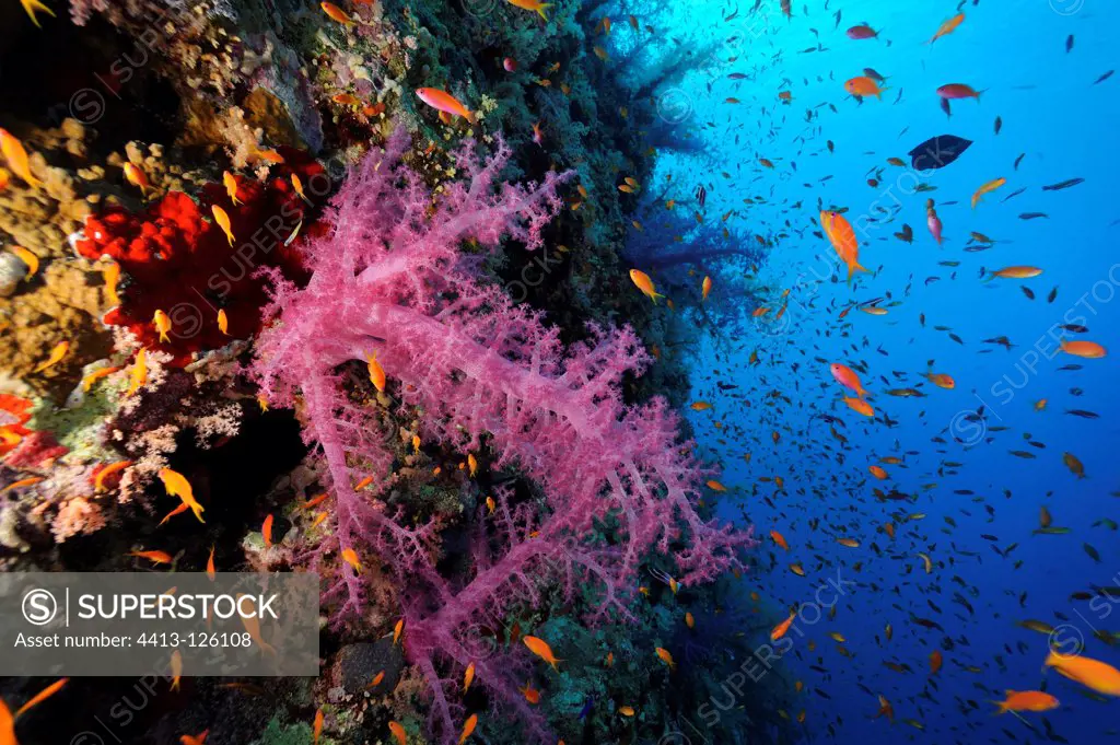 Soft coral on the reef and swimming Anthias Red Sea Egypt