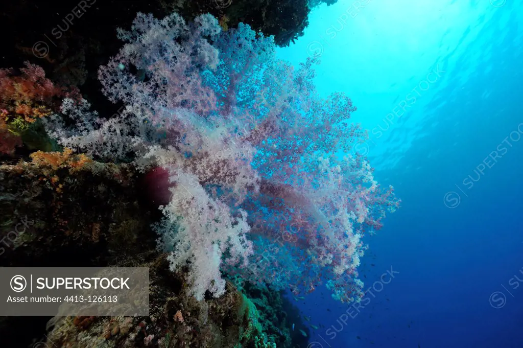 Soft coral on a falling Red Sea Egypt