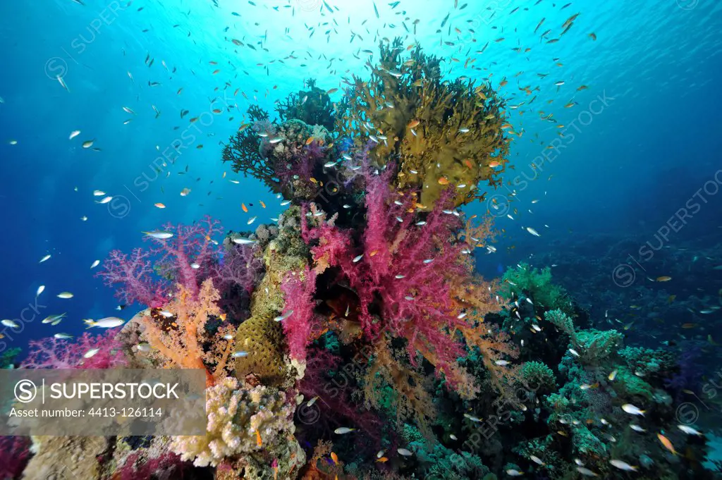 Soft coral on the reef Red Sea Egypt
