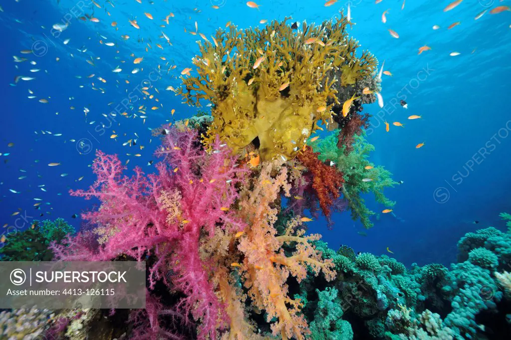 Soft coral and fire coral on the reef Red Sea Egypt