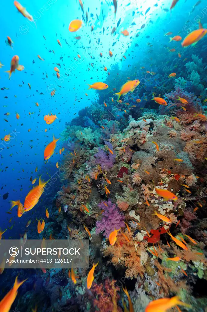 Soft corals on the reef and Red Barbers Egypt Red Sea