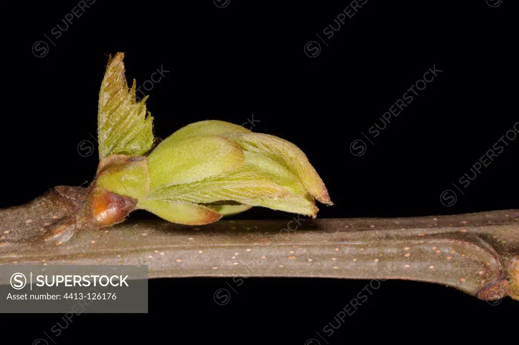 Closeup of bud hatched of Chestnut