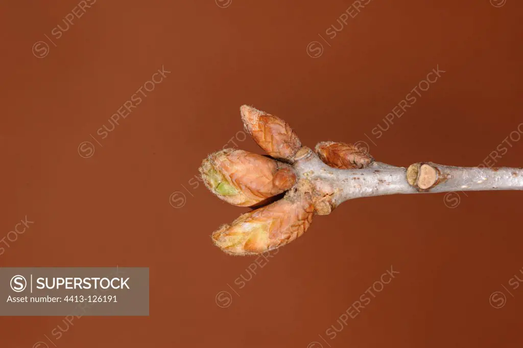 Close-up of terminal buds Chestnut