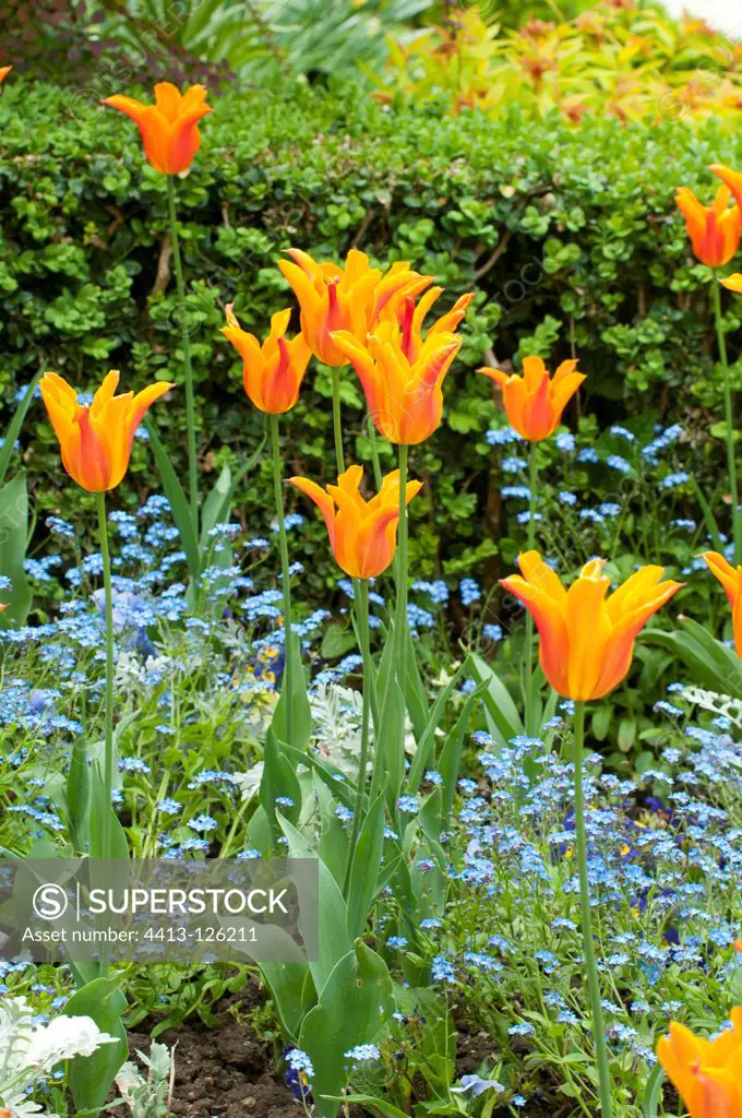 Tulips and myosotis in bloom in a garden