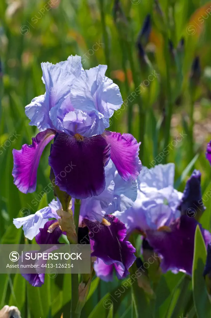 Iris 'Belle de Nuit' in bloom in a garden