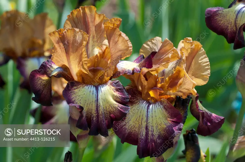 Iris 'Thunder Echo' in bloom in a garden
