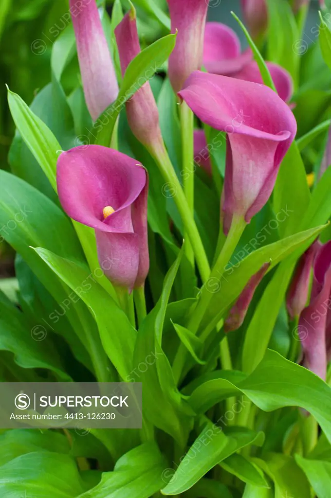 Pink calla lily 'Dark Eyes' in bloom in a garden