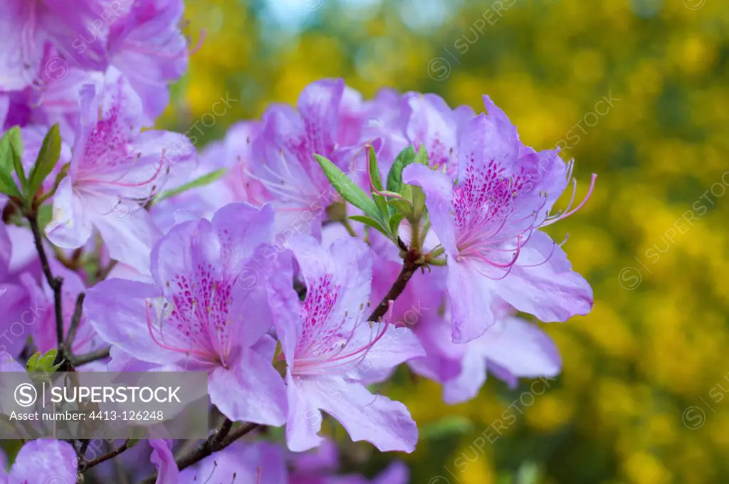 Rhododendron in bloom in a garden