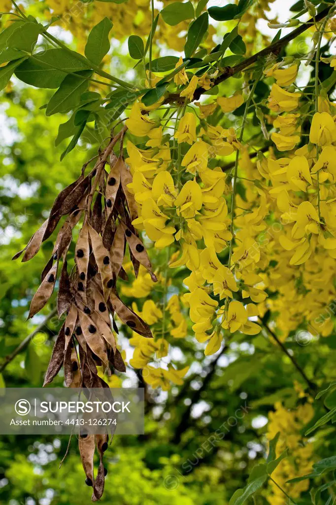 Golden Chain Tree flowers and fruits Pyrenees Spain