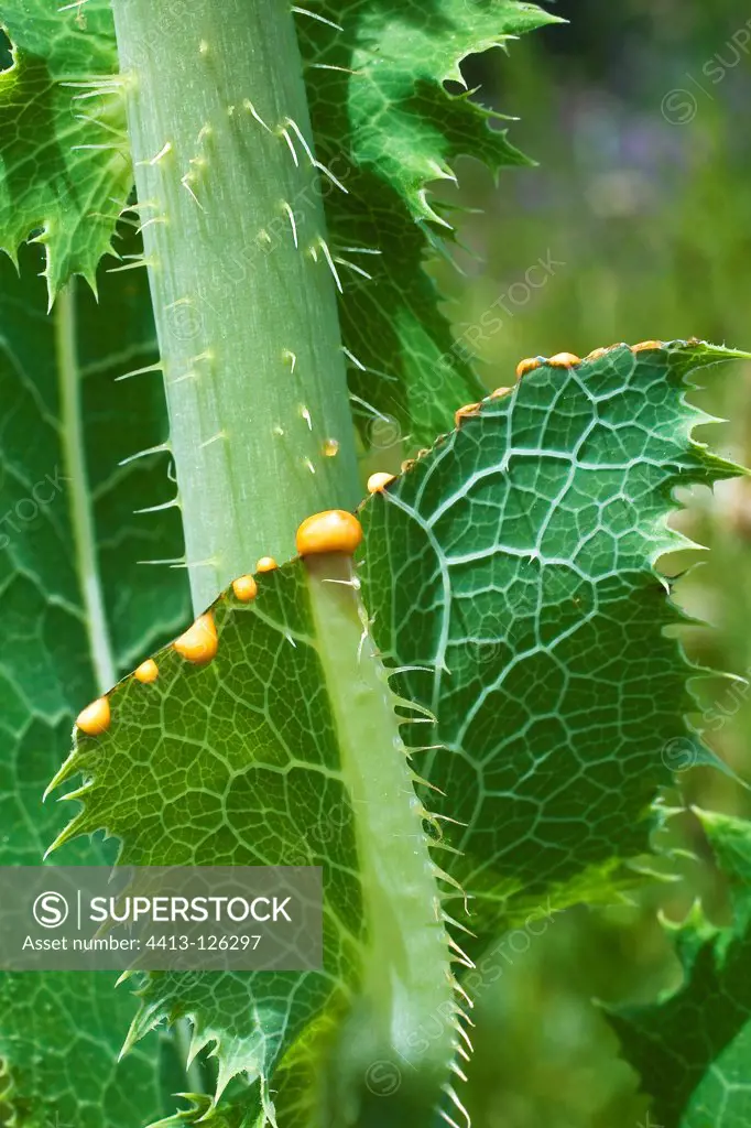 Common sowthistle cut leaf of latex Spain