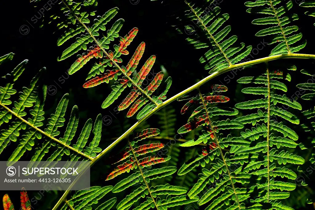 Marcescence frond of fern eagle Spanish Pyrenees