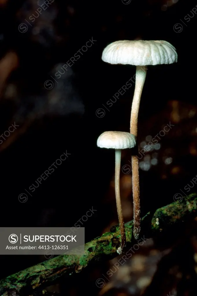 Parachute Mushroom growing on an Holly Oak Pyrenees Spain