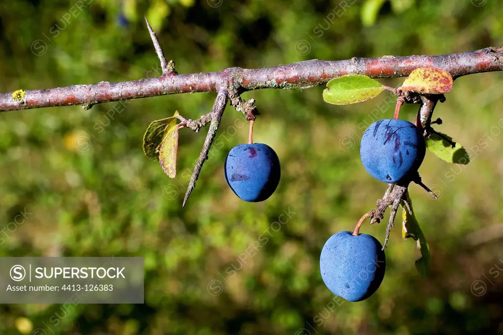 Blackthorn fruits on a branch Pyrenees Spain