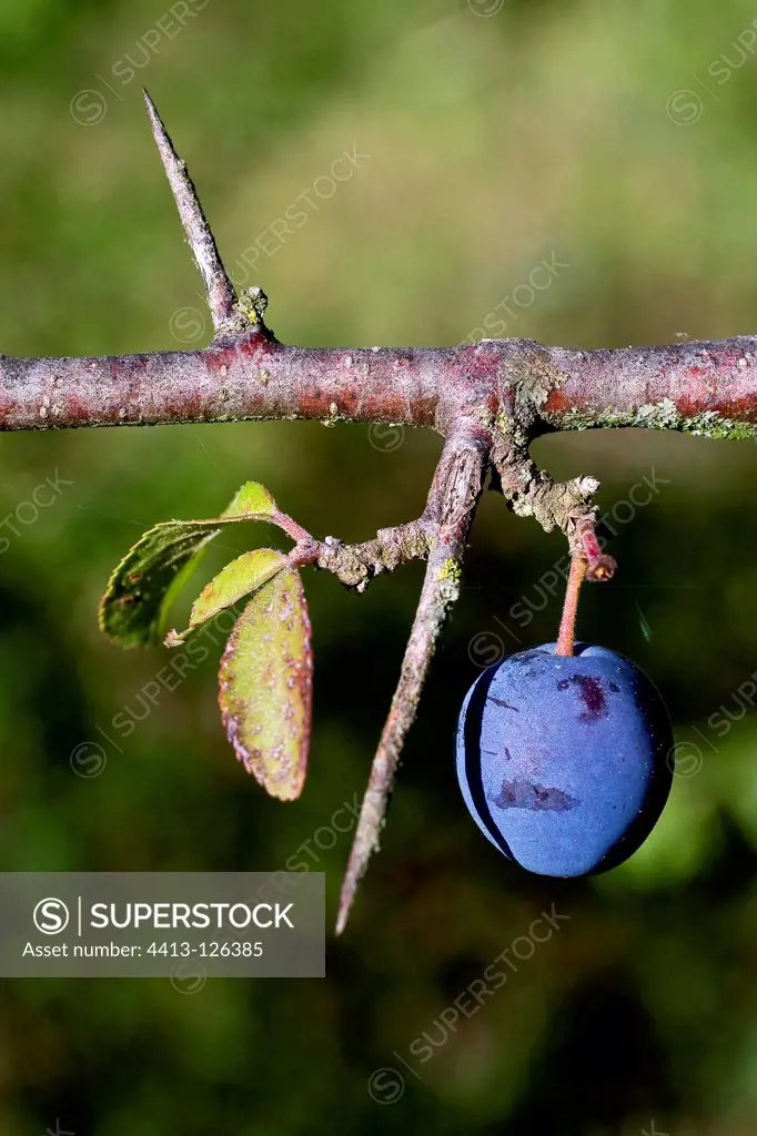 Blackthorn fruit on a branch Pyrenees Spain