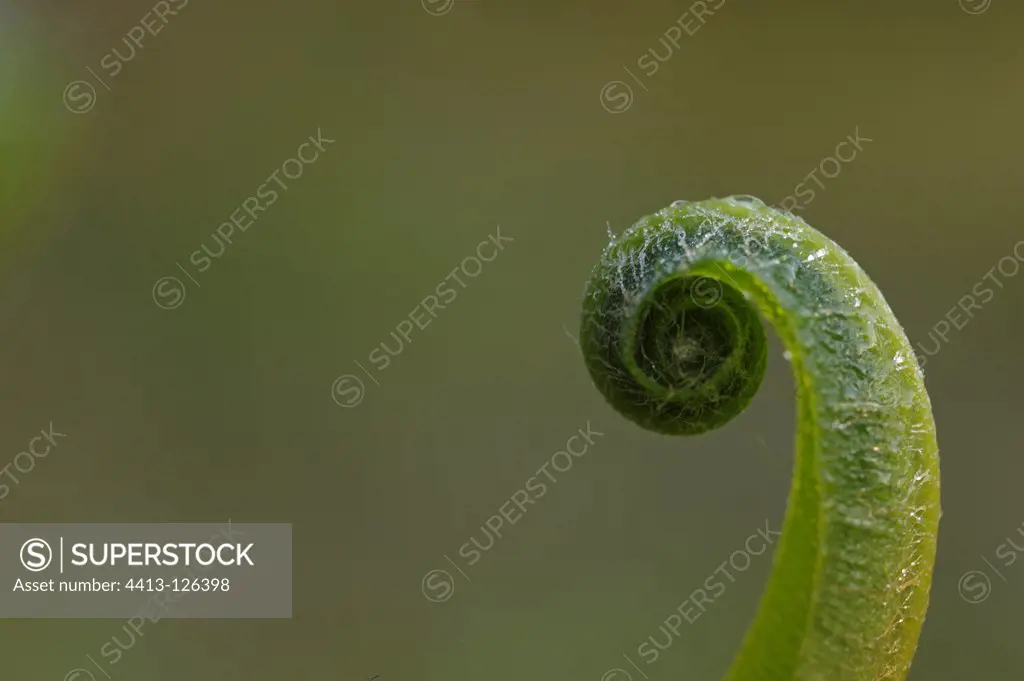 Hart's-tongue Fern close-up of unfurling fronds France