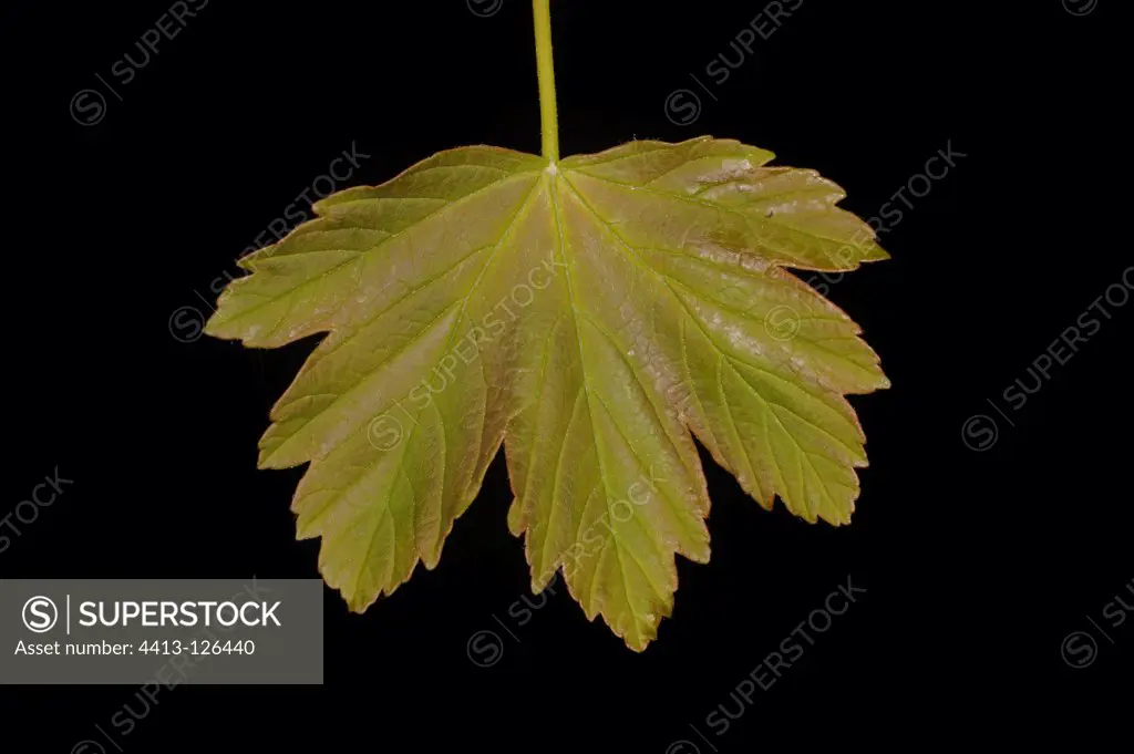 Sycamore Maple leaf in studio