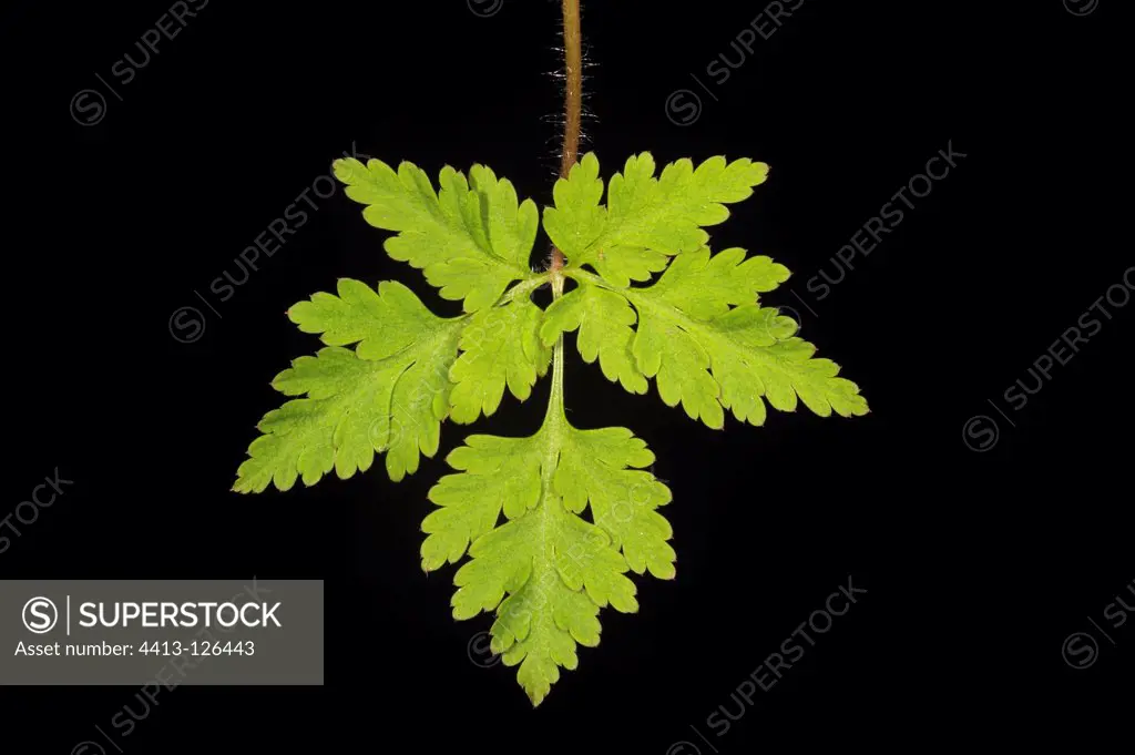 Ranunculaceae family leaf in studio