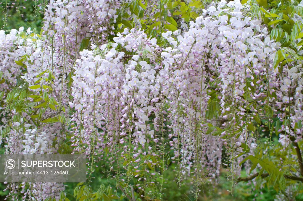 Japanese wisteria 'Alba' in bloom in a garden