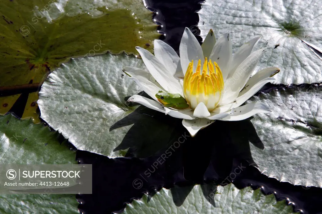 Tree frog posed on a white flower of Water lily Zambia