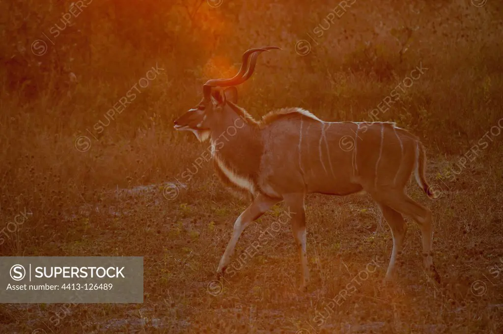 Greater Kudu at dusk Savute channel Linyanti Botswana