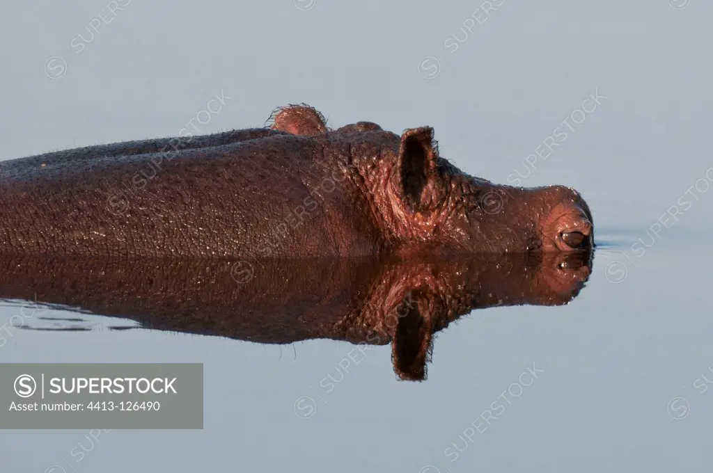 Hippopotamus in water Savute channel Linyanti Botswana