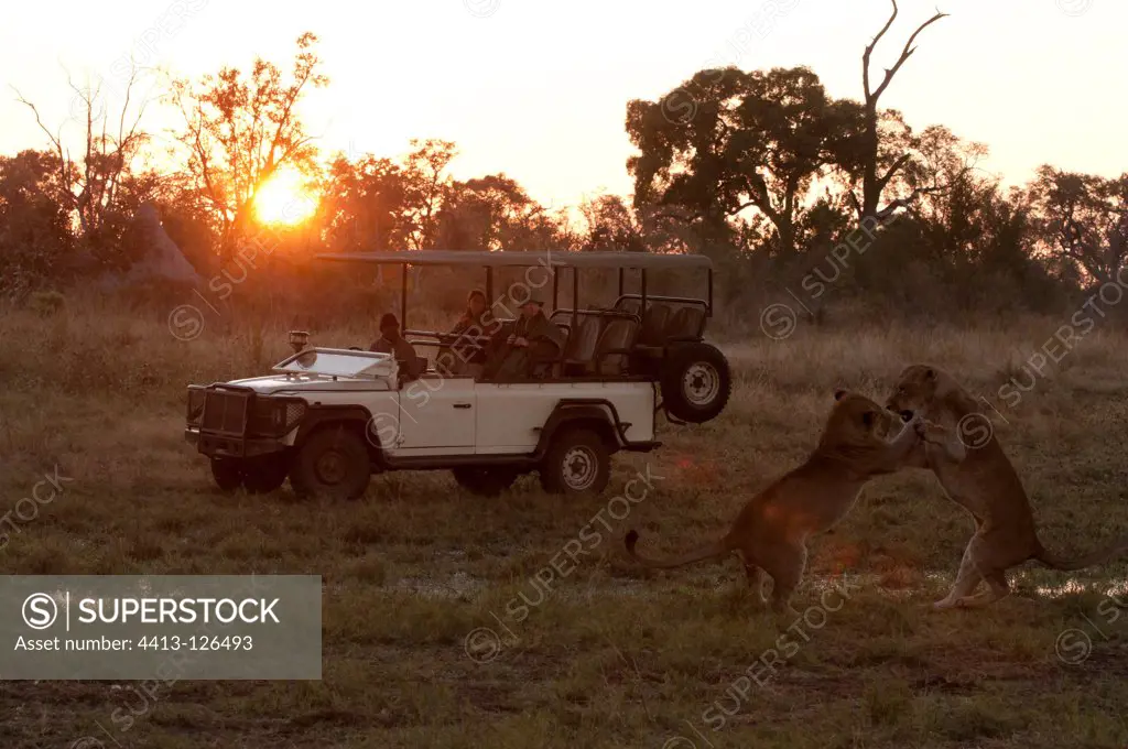 Watching Lions at dawn Botswana Savute Channel