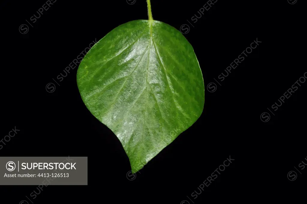 English ivy leaf