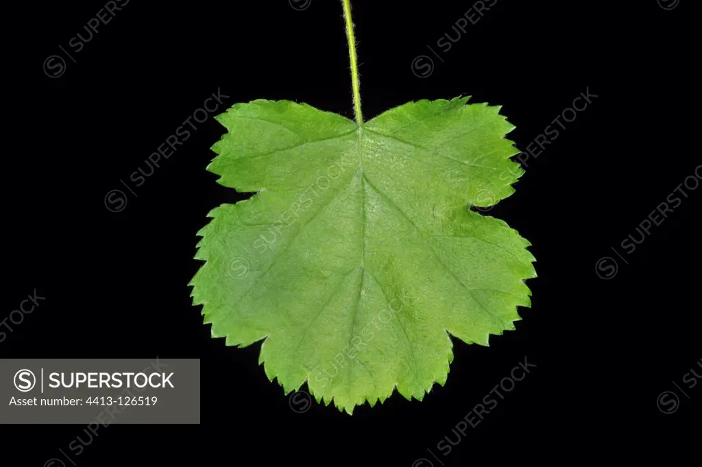 Field Maple leaf