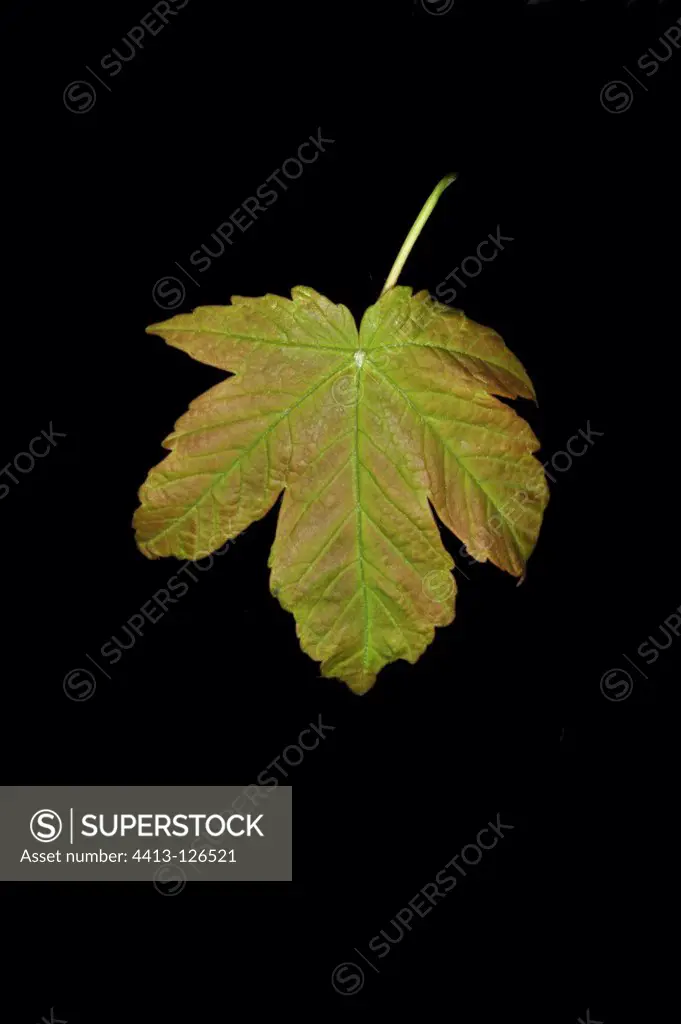 Sycomore maple leaf