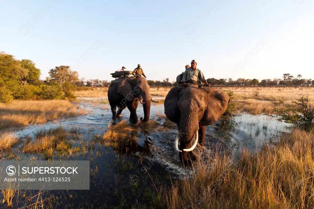 Elephant back safari Abu Camp Okavango Delta Botswana