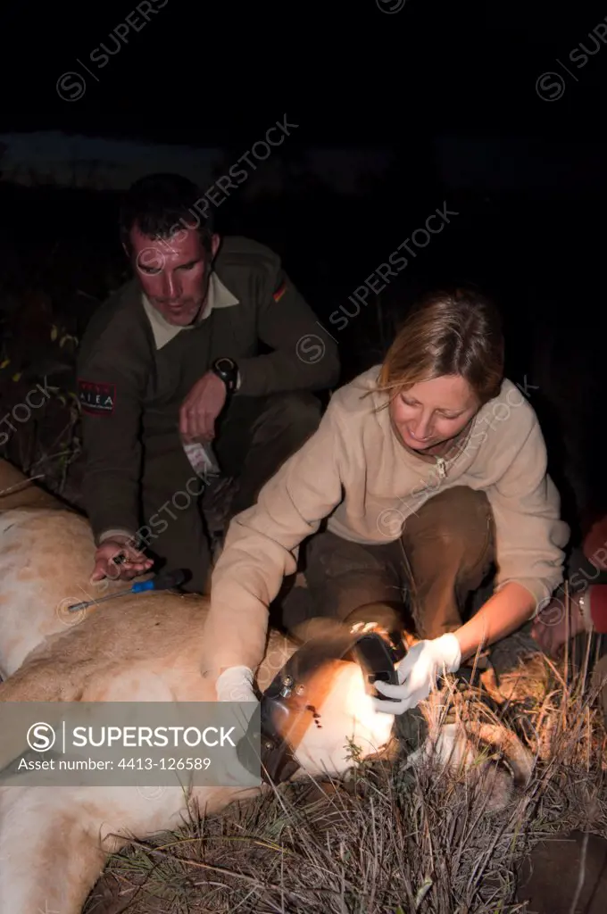 Biologist and sleepy Lion Lion GPS monitoring program Kenya