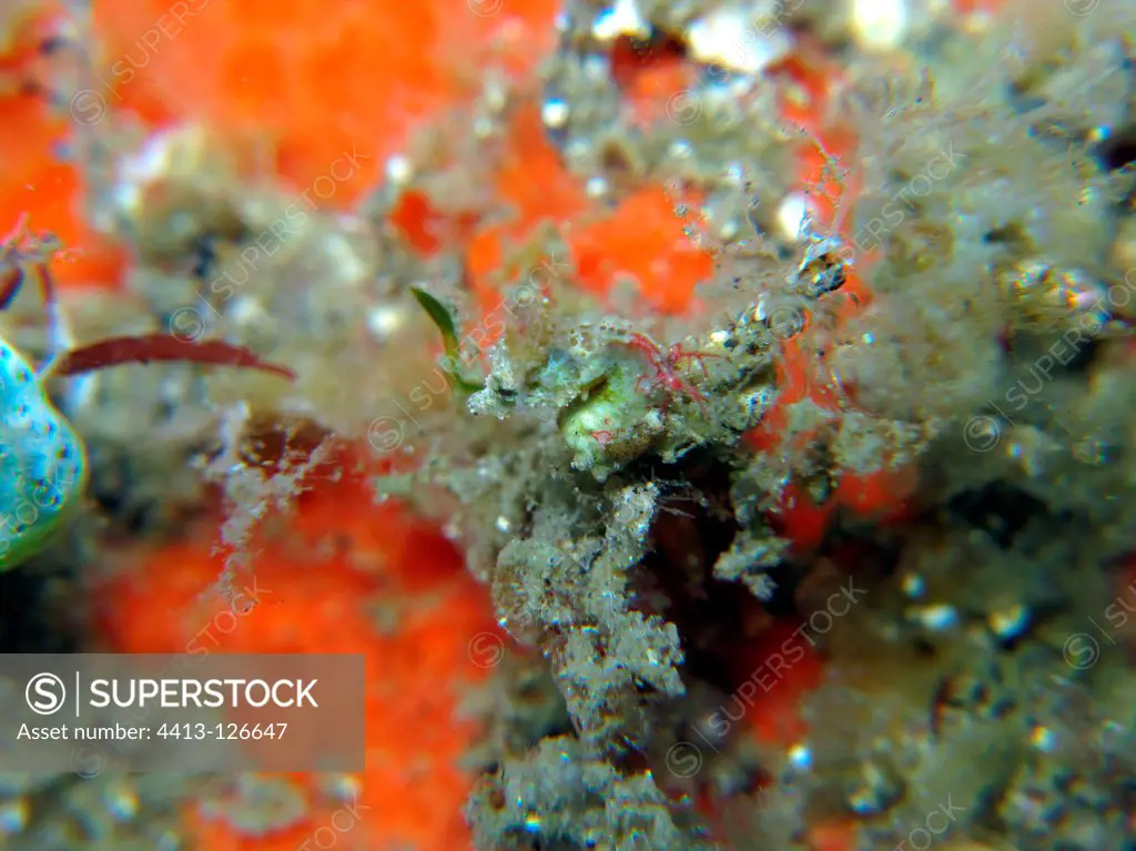 Pygmy Seahorse Bunaken Marine NP Sulawesi Indonesia