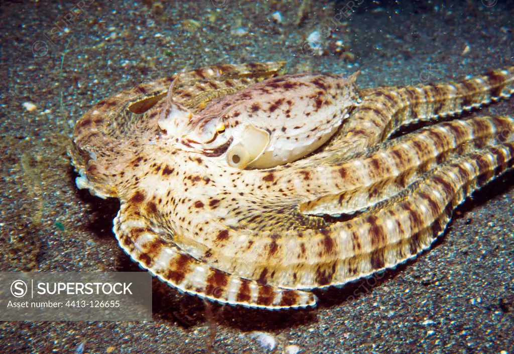 Ringed Octopus on sand Lembeh Strait Indonesia