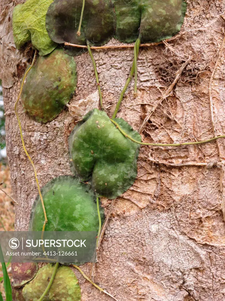 Parasites on the trunk Sulawesi Indonesia