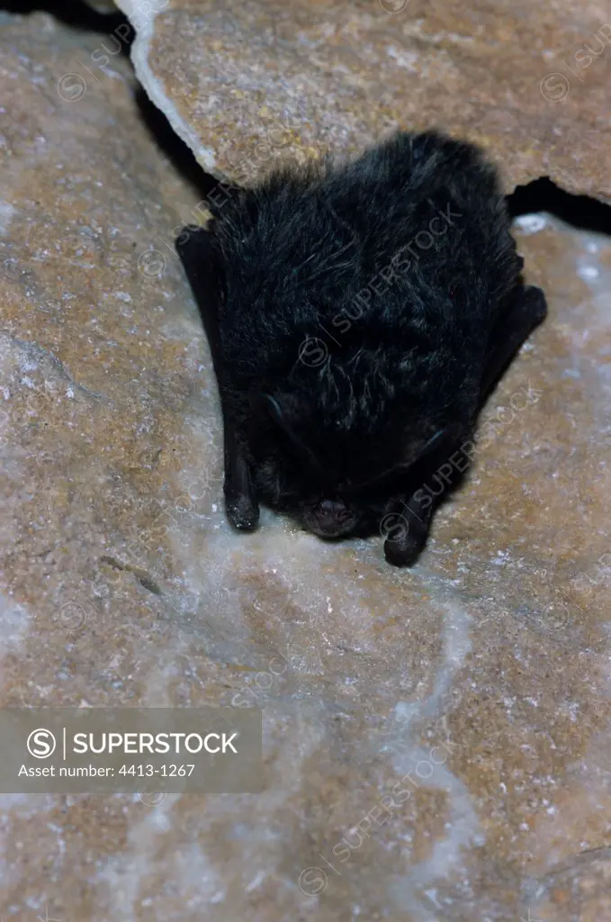 Barbastelle Bat in hibernation in a cave