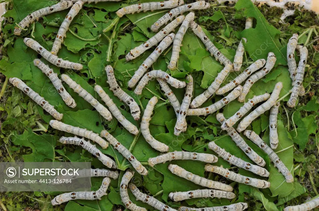 Caterpillars mulberry eating leaves France